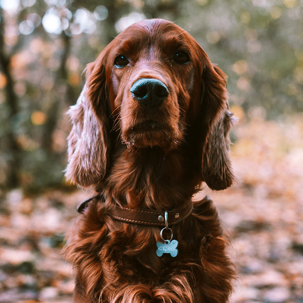 Leather Collars Leather Dog collars A A Crack Sons